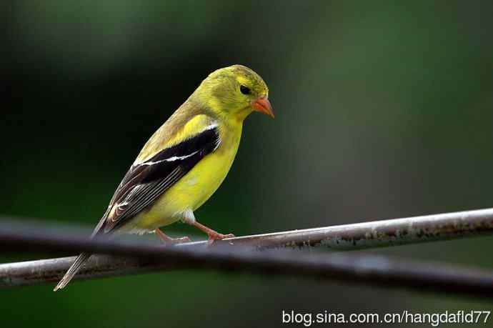 美国鸟类摄影——美洲金翅雀