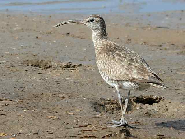 黄金海岸寻鹬 wbr赤土山桥赏鸟