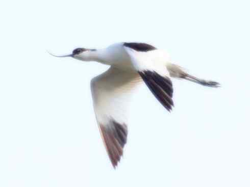 猎奇：奇特的鸟喙之五