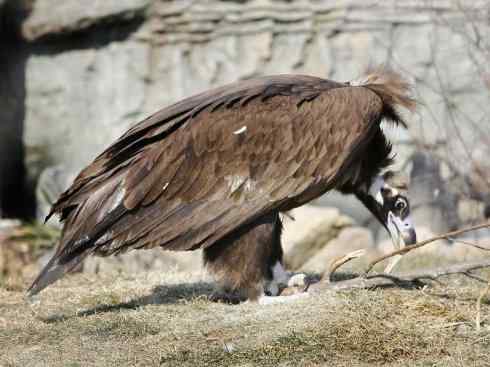 鸟类之最:大秃鹫