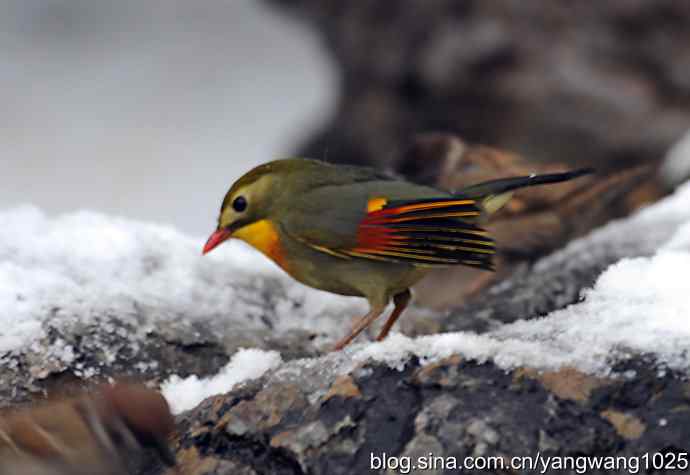 雪中相思鸟 wbr1