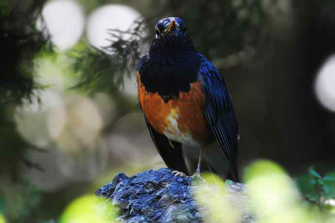 【新鸟】黑胸鸫和乌灰鸫