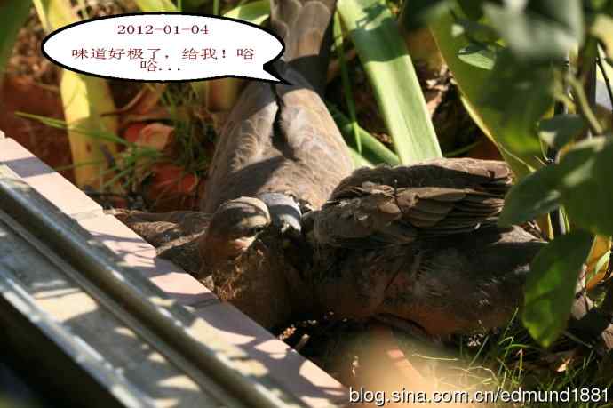 珠颈斑鸠育儿记