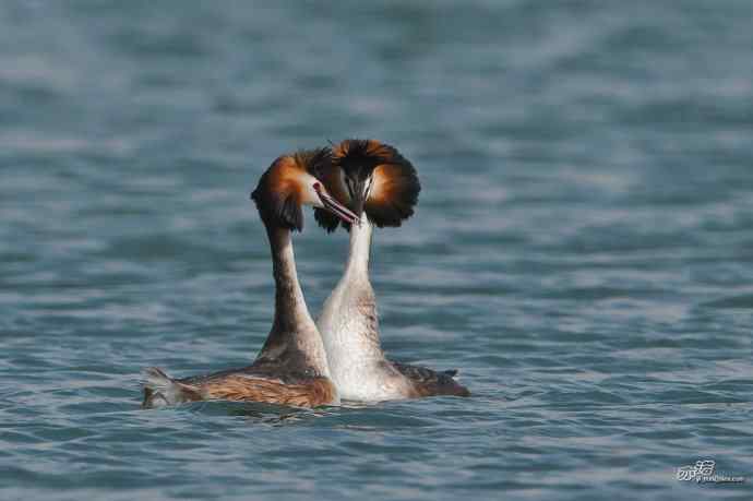 颐和园的凤头