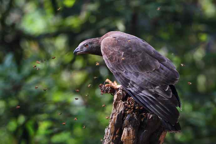 【吃蜜蜂的鹰---蜂鹰】