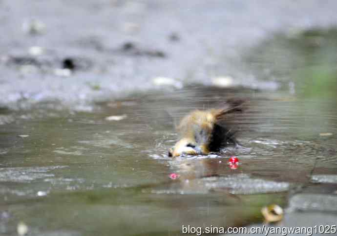 洗浴中的褐柳莺 洗浴中的褐柳莺
