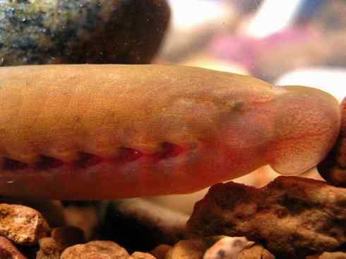 鱼类活化石：七鳃鳗