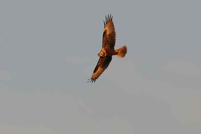 【新鸟】鹊鹞（雌）：野鸭湖之秋