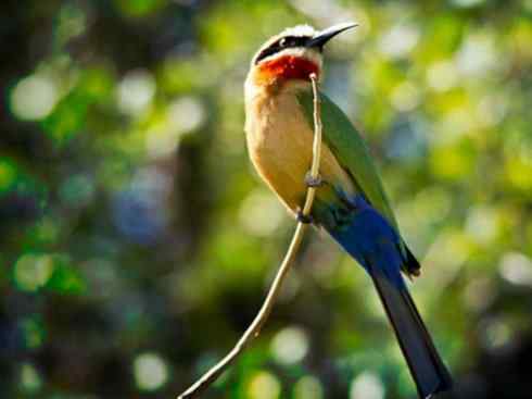 绝色攀禽：佛法僧目之蜂虎4