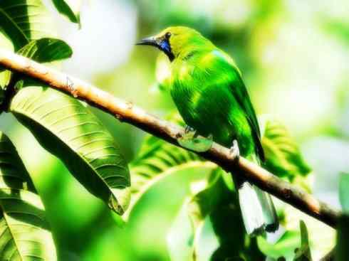 美丽无罪：雀鸟之叶鹎