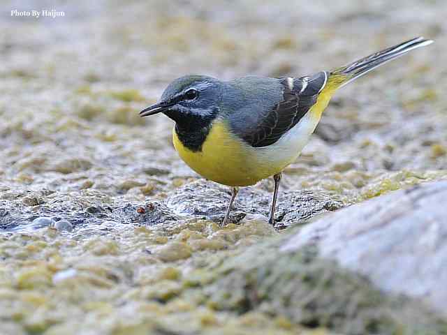 房山十渡(灰鹡鸰)