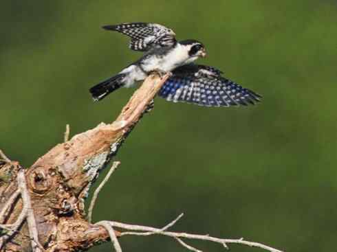 鸟类之最：小隼