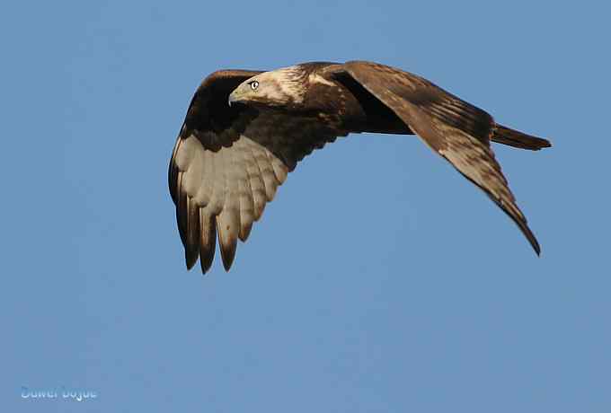 穿越大风车的草原大猛 穿越大风车的草原大猛