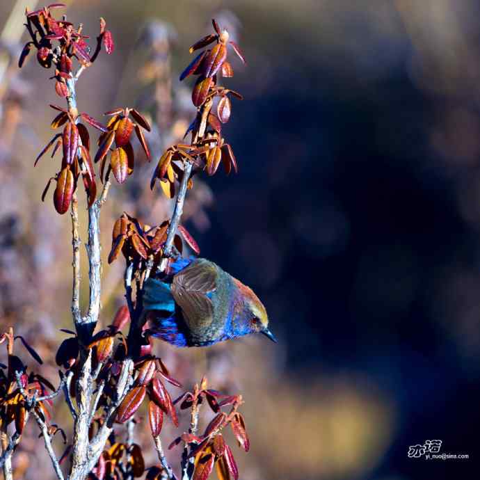 轻寒薄暖，再上川西