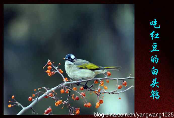 吃红豆的白头鹎
