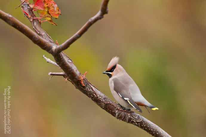 大太平鸟鈥斺斊砼翁