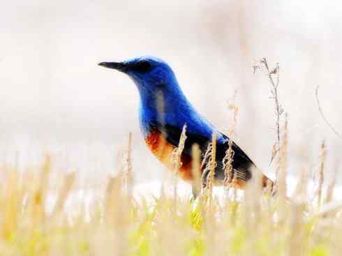 美丽无罪：雀鸟之矶鸫