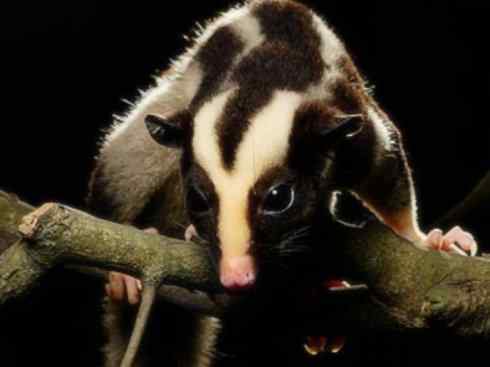 动物世界：山寨还是原创之十三