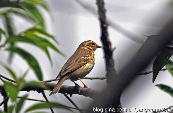 矛斑蝗莺（记录版）