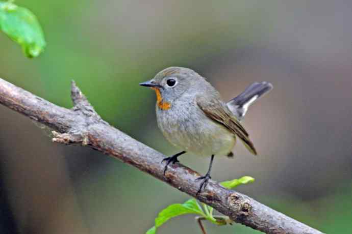 雄性红喉姬鹟（1）