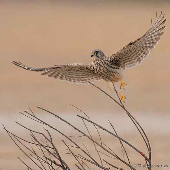 盘点野鸭湖(我的2012年) 盘点野鸭湖(我的2012年)