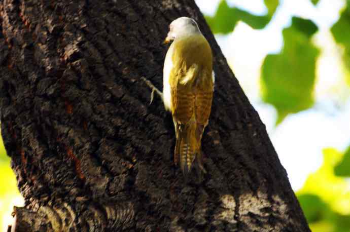 雌性灰头绿啄木鸟