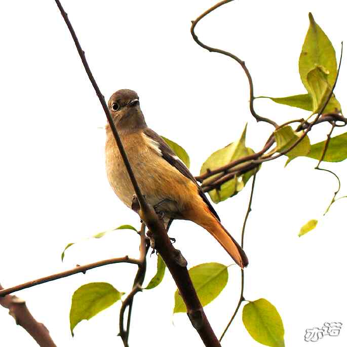 北京西山&nbsp;wbr路&nbsp;wbr北红尾鸲和山噪鹛