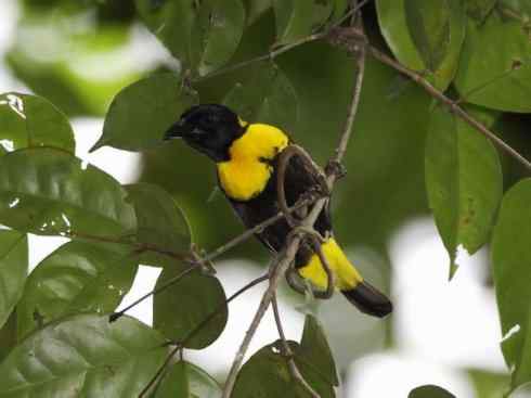 极品红色鸟类：红艳织雀