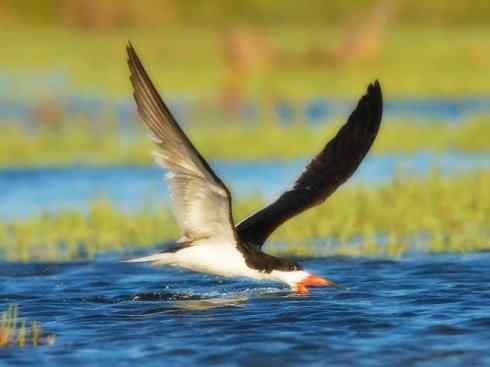 猎奇：奇特的鸟喙之二