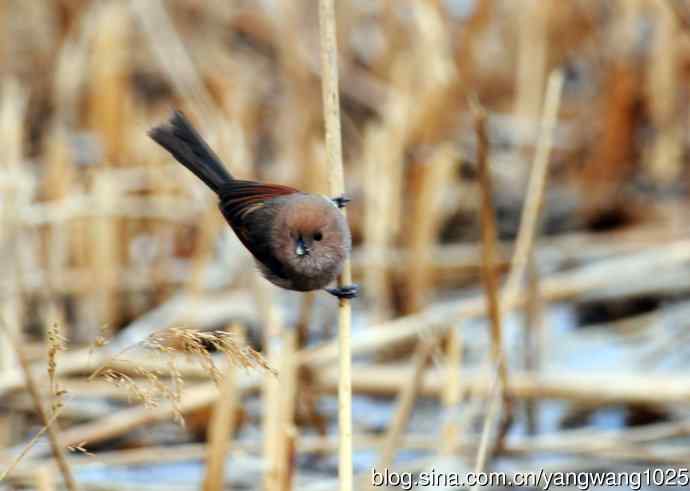 棕头鸦雀(3) 棕头鸦雀(3)