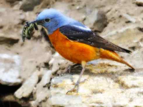 美丽无罪：雀鸟之矶鸫