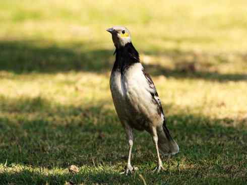 白头鸟系列:另类的美丽5 白头鸟系列:另类的美丽5