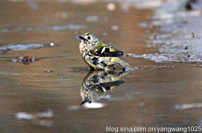 北京天坛公园的鸟类——戴菊鸟