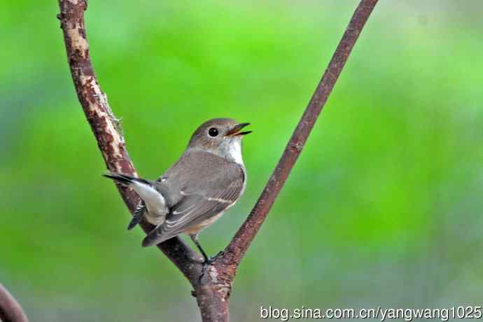秋天的红喉姬鹟（6）