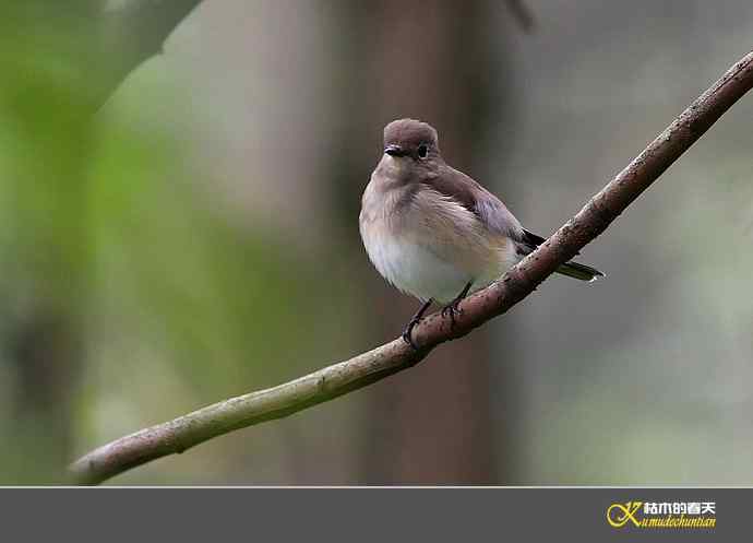 红喉[姬]鹟【照片】