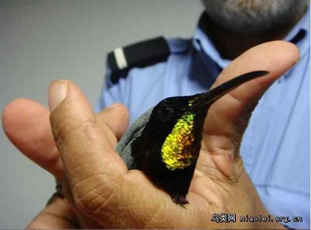 内裤男走私蜂鸟被抓