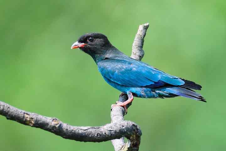 鸟与史料——老鹄翠(三宝鸟)