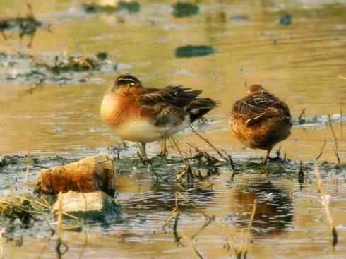 雁鸭之最之六（丑鸭、秋沙鸭、花脸鸭、针尾鸭）
