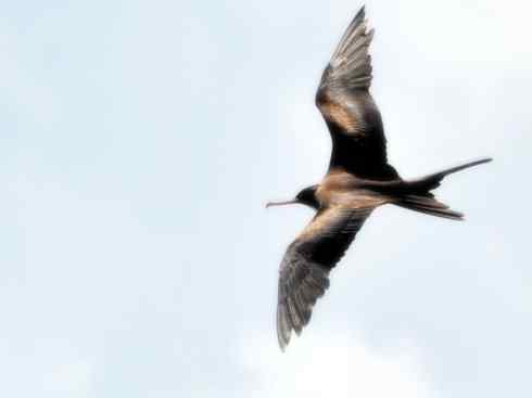 天生猎手：非猛禽类猎手之五（海上霸主军舰鸟、海鸥）