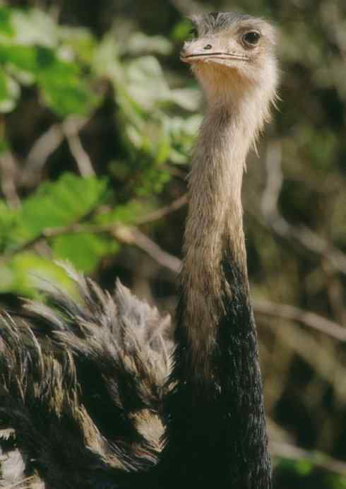 家禽驯化之源之十二