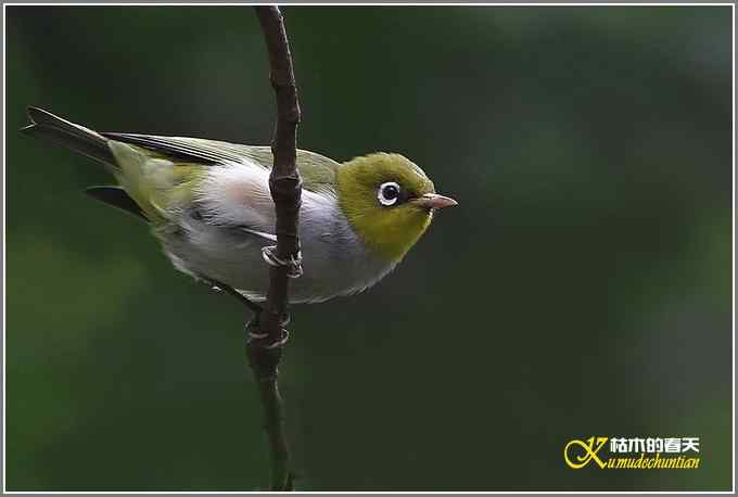 红胁绣眼•方尾鶲•斑姬啄木鸟【照片】 红胁绣眼•方尾鶲•斑姬啄木鸟【照片】
