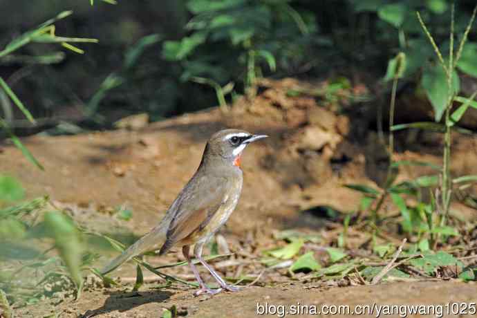 雄性红喉歌鸲（21）