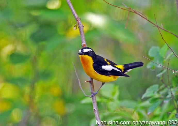 雄性白眉姬鹟（1）