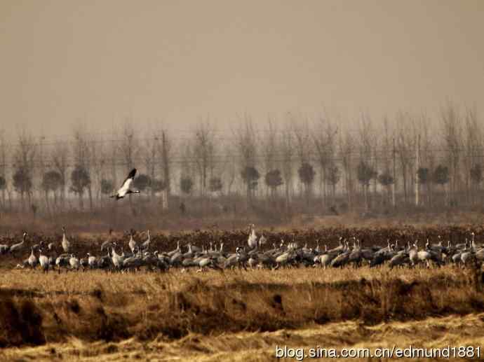 野外的珍禽丹顶鹤-穷人大炮及望远镜拍摄
