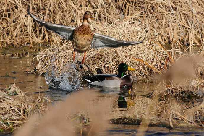 【新鸟】游白河 wbr初识长尾鸭 【新鸟】游白河 wbr初识长尾鸭