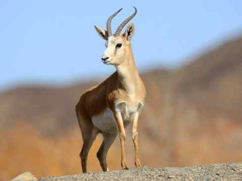 麒麟：传说的兽原型探秘（鹿羚）