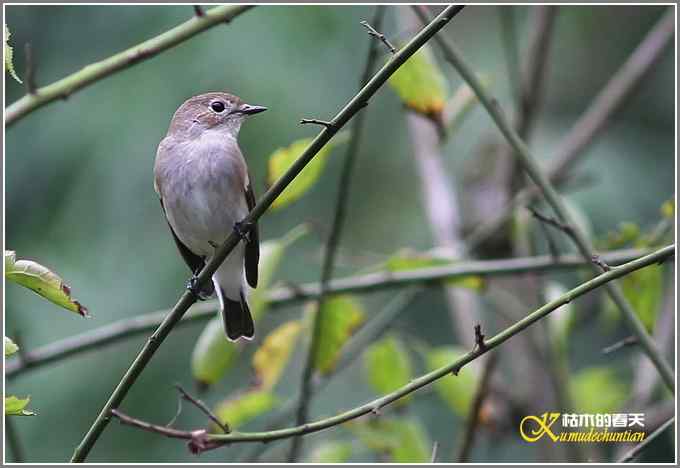 秋风冷雨拍红头【照片】 秋风冷雨拍红头【照片】
