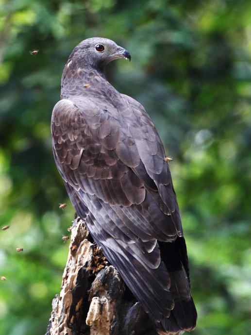 【吃蜜蜂的鹰---蜂鹰】