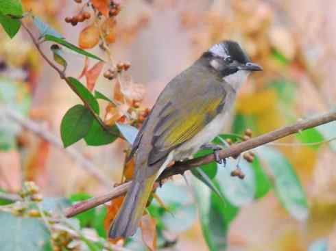 白头鸟类：另类的美丽（白头鹎）