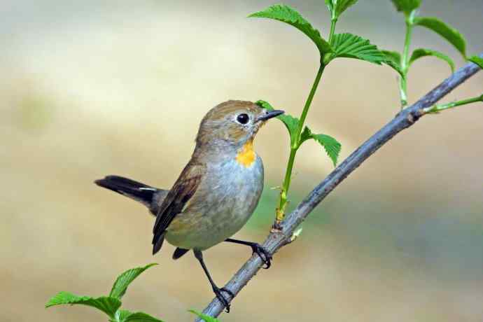 雄性红喉姬鹟（1）